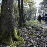 Passeggiata ecologica al Bosco delle Pianelle (ATTIVITA’ GRATUITA)- sabato 17 febbraio 2024
